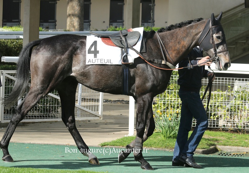 Photos Auteuil 1-04-2017 5j6a6821