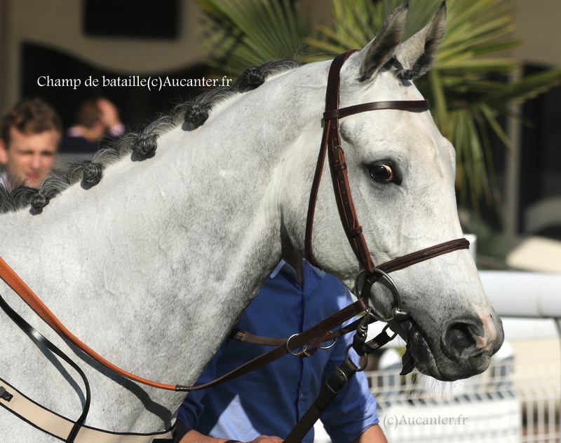 Photos Auteuil 8-04-2017 5j6a7318