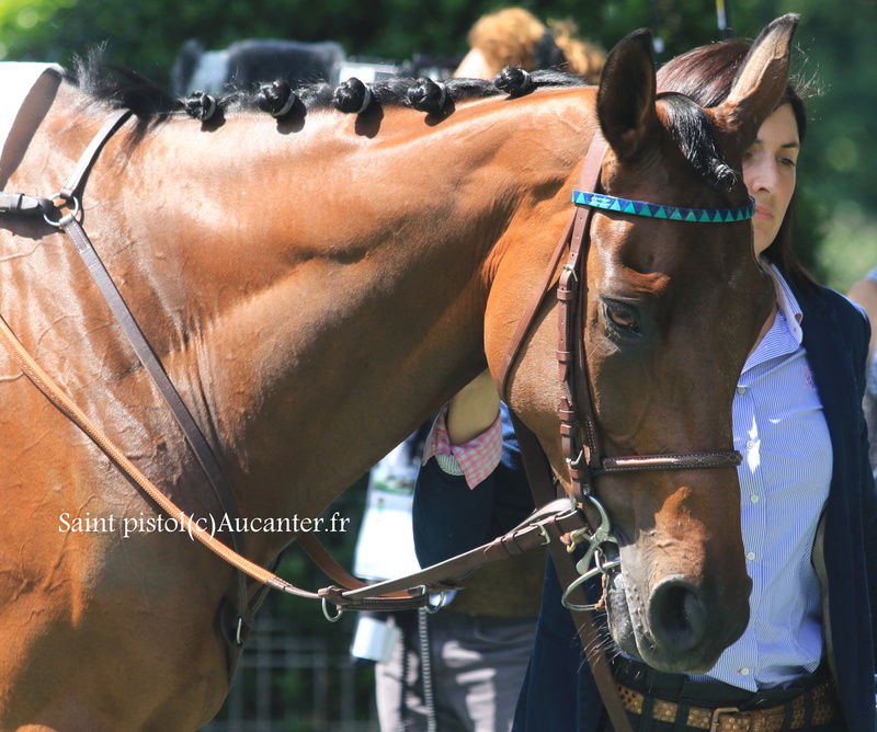 Photos Auteuil 21-05-2017 Grand Steeple 5j6a9215