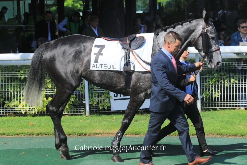 Photos Auteuil 21-05-2017 Grand Steeple 5j6a9510