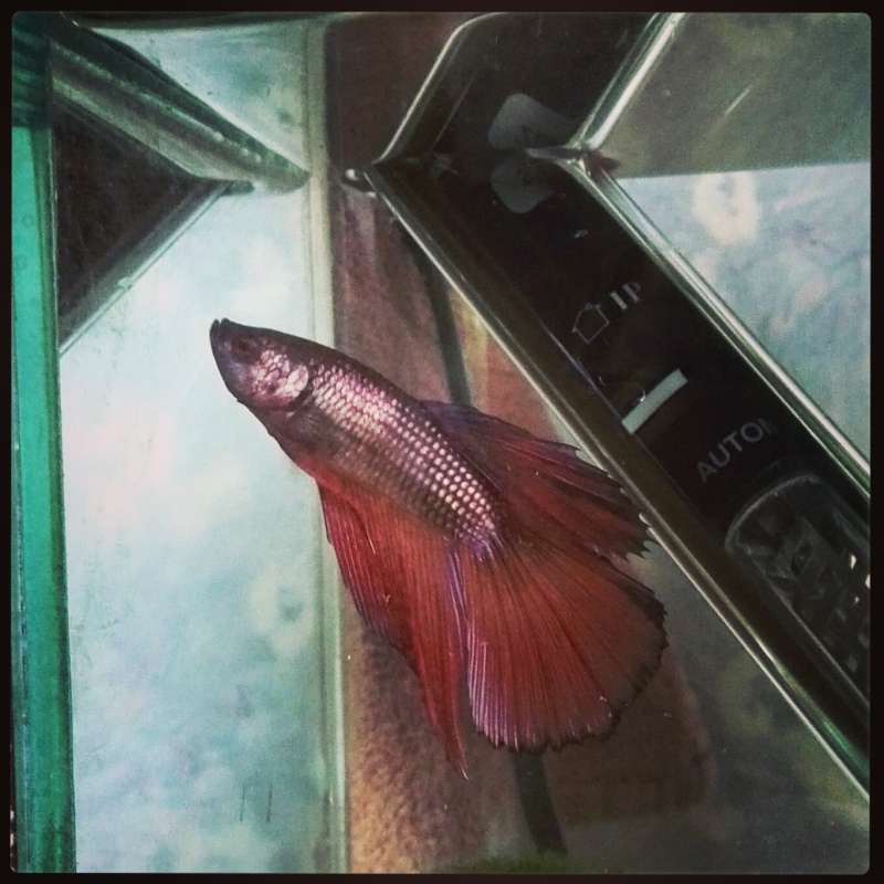 Betta trouver :)  Img_2042