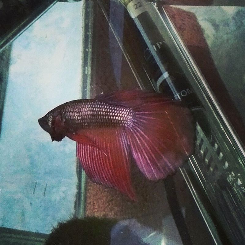 Betta trouver :) Img_2044