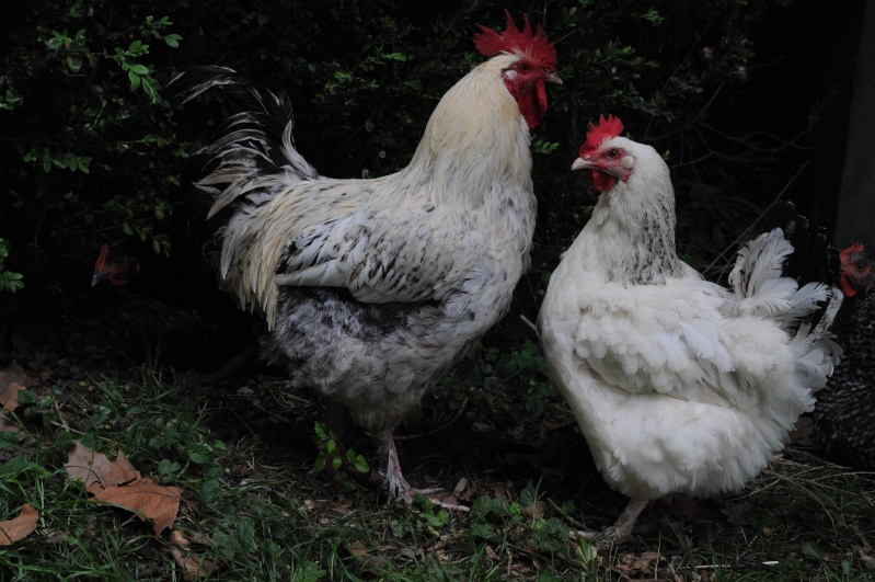 coq marans Dsc_8510