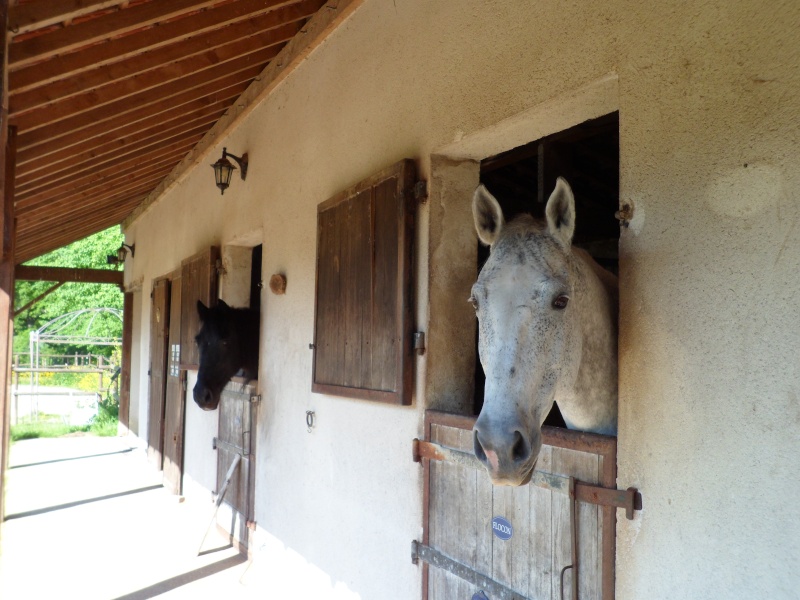 (Dept 77) Black Billy Wolf, Paint Horse PP , sauvé par Catherine (Mars 2013) - Page 2 Mai_2014