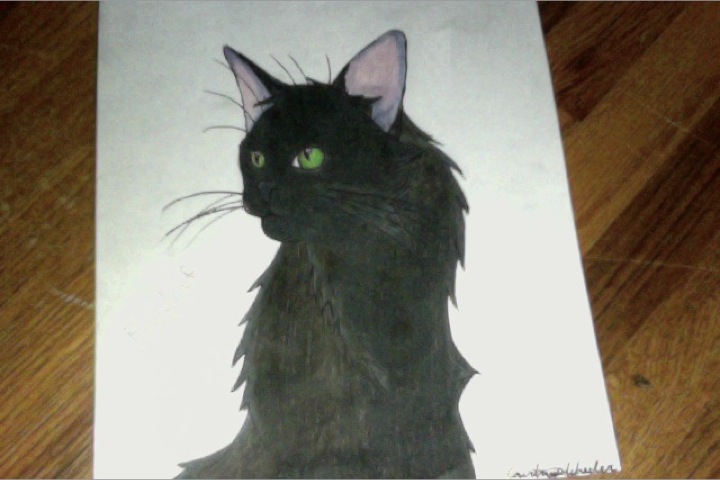 Cat drawing Photo_11