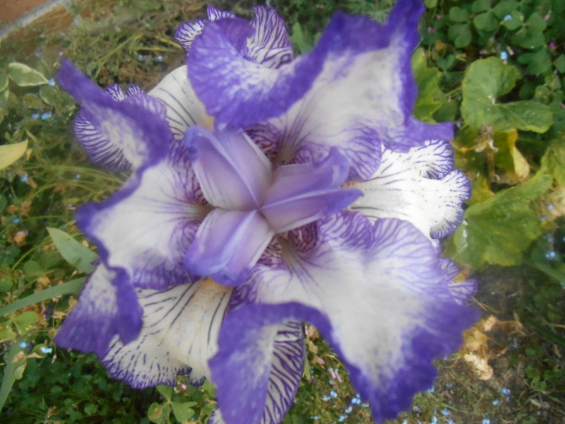ça y est  les Iris  sont en fleurs 05610