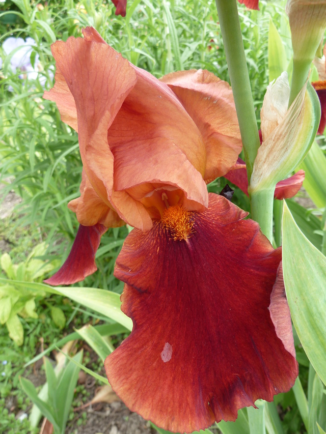 Iris 'Natchez Trace' - Flora [Identification] P1020110