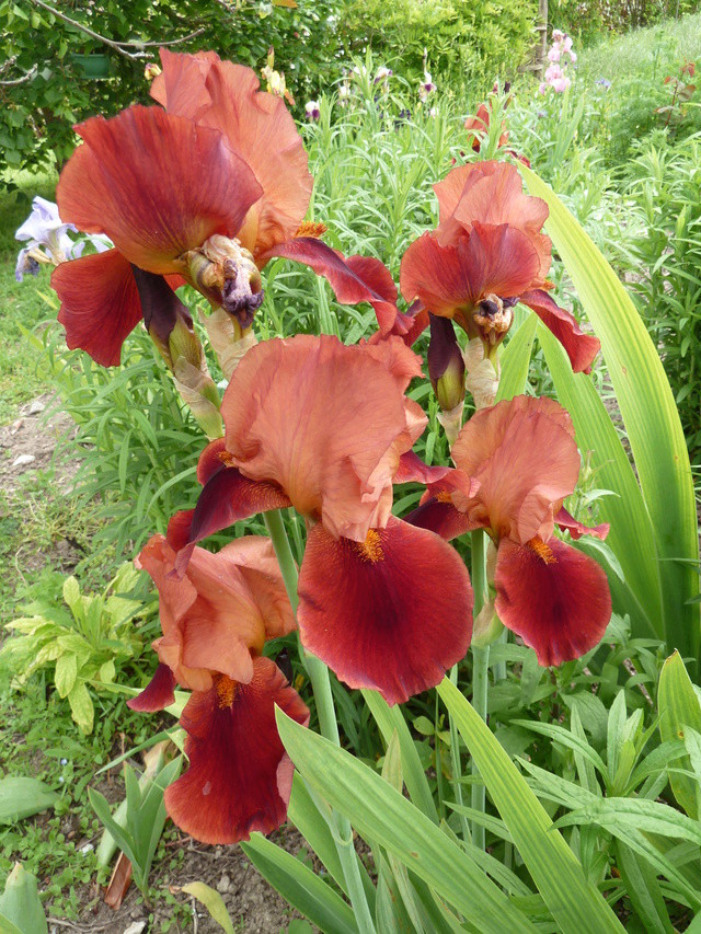 Iris 'Natchez Trace' - Flora [Identification] P1020111