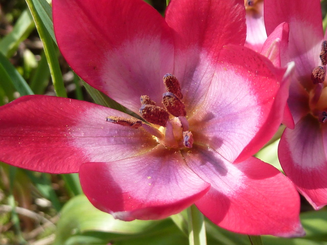 Tulipes : botaniques ou pas ?? P1040510