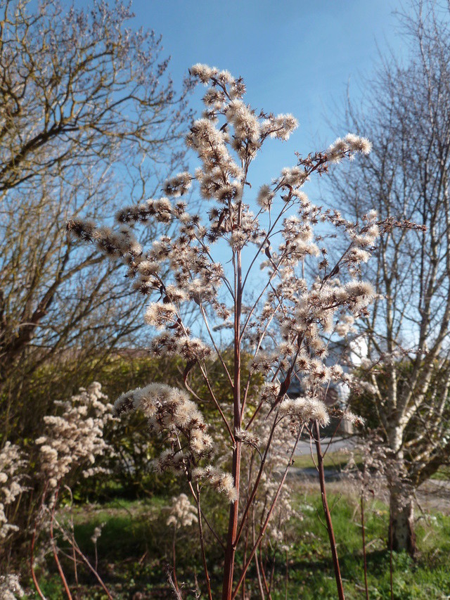 deux ou trois fleurs dans le vent - Page 4 P1280013