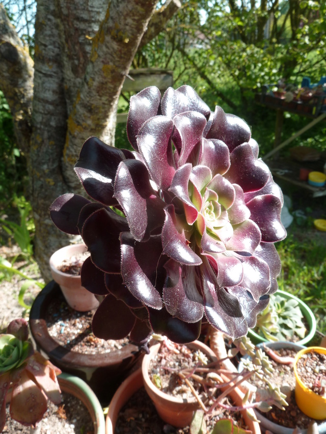 Aeonium 'Cyclops' (= Aeonium 'Voodoo') P1280710