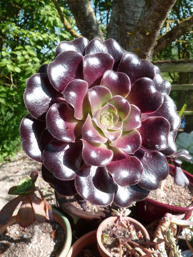 Aeonium 'Cyclops' (= Aeonium 'Voodoo') P1280712