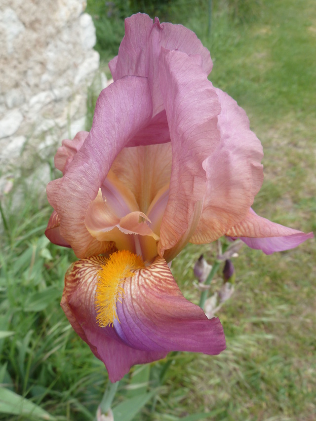 Iris rose - Flora [identification non terminée] P1280917
