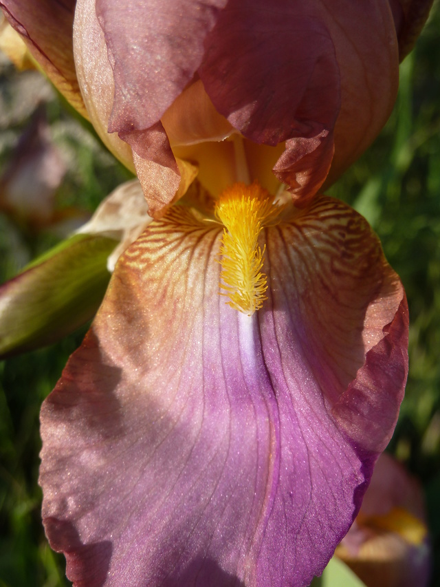 Iris rose - Flora [identification non terminée] P1290111