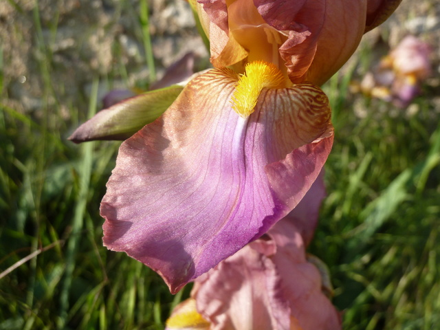 Iris rose - Flora [identification non terminée] P1290112