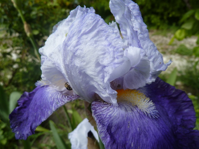 Iris 'Arpege' - Flora [identification] P1290211