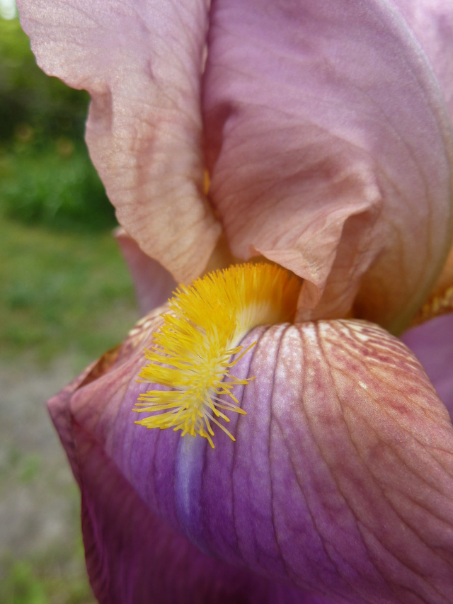 Iris rose - Flora [identification non terminée] P1290312