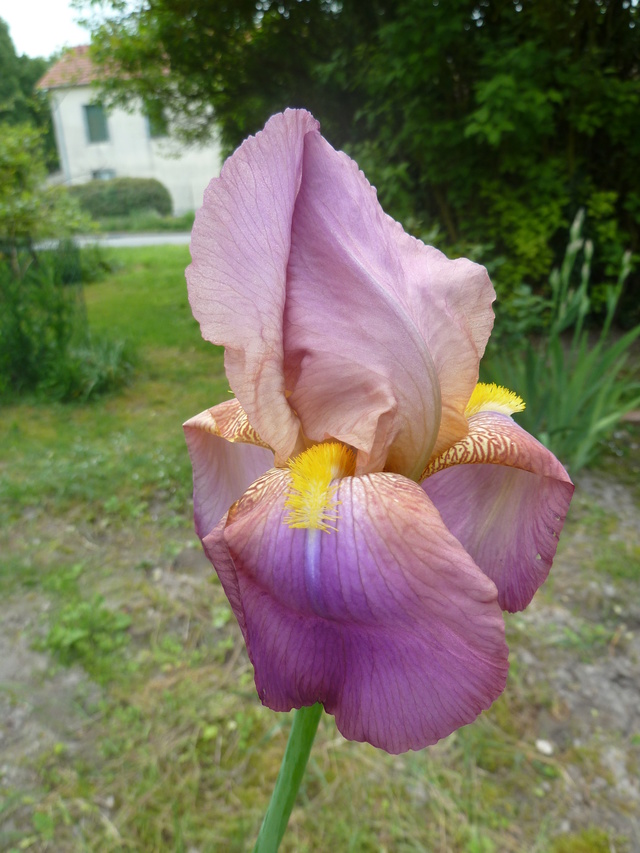 Iris rose - Flora [identification non terminée] P1290313