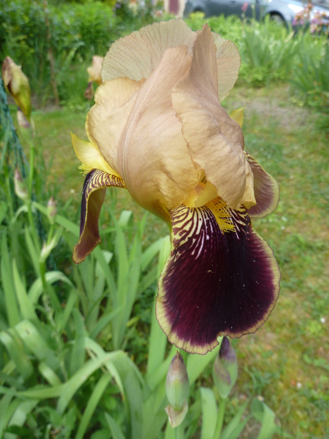 Iris variegata beige et violet - Flora et Lilou [identification en cours] P1290315