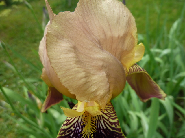 Iris variegata beige et violet - Flora et Lilou [identification en cours] P1290317