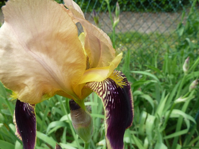 Iris variegata beige et violet - Flora et Lilou [identification en cours] P1290320