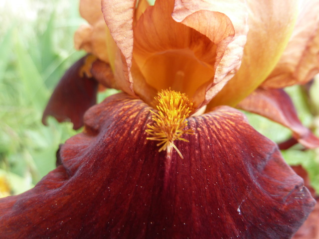 Iris 'Natchez Trace' - Flora [Identification] P1290323