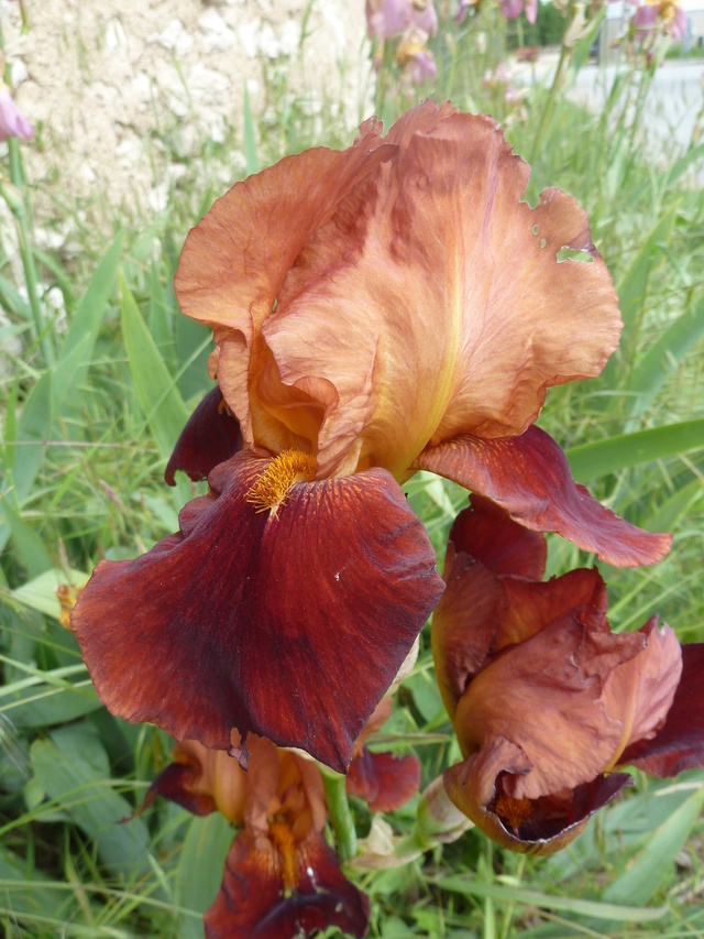 Iris 'Natchez Trace' - Flora [Identification] P1290324