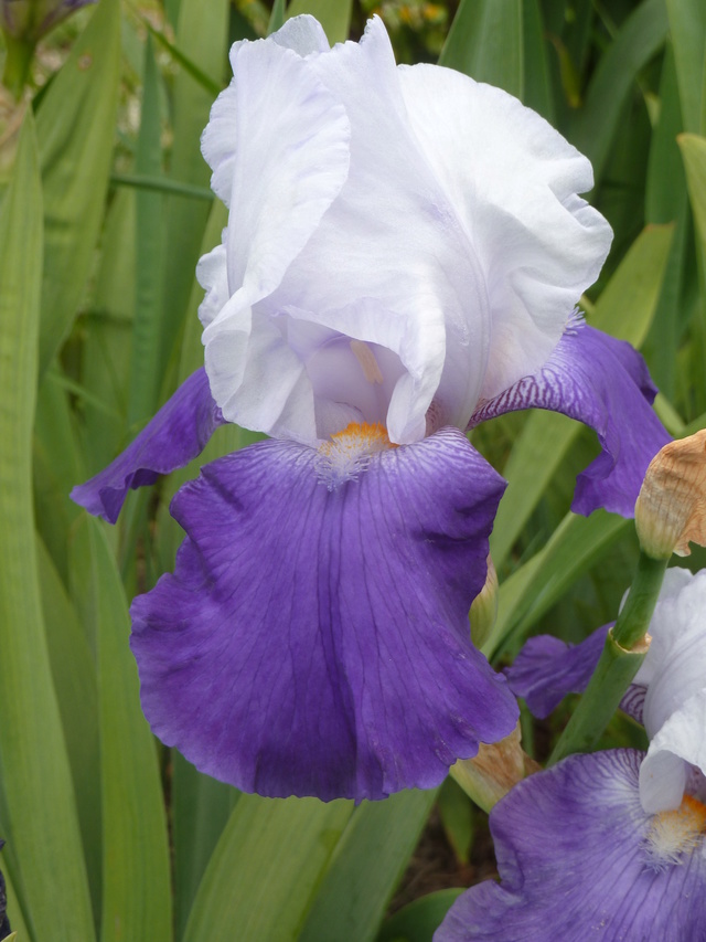 Iris 'Arpege' - Flora [identification] P1290325