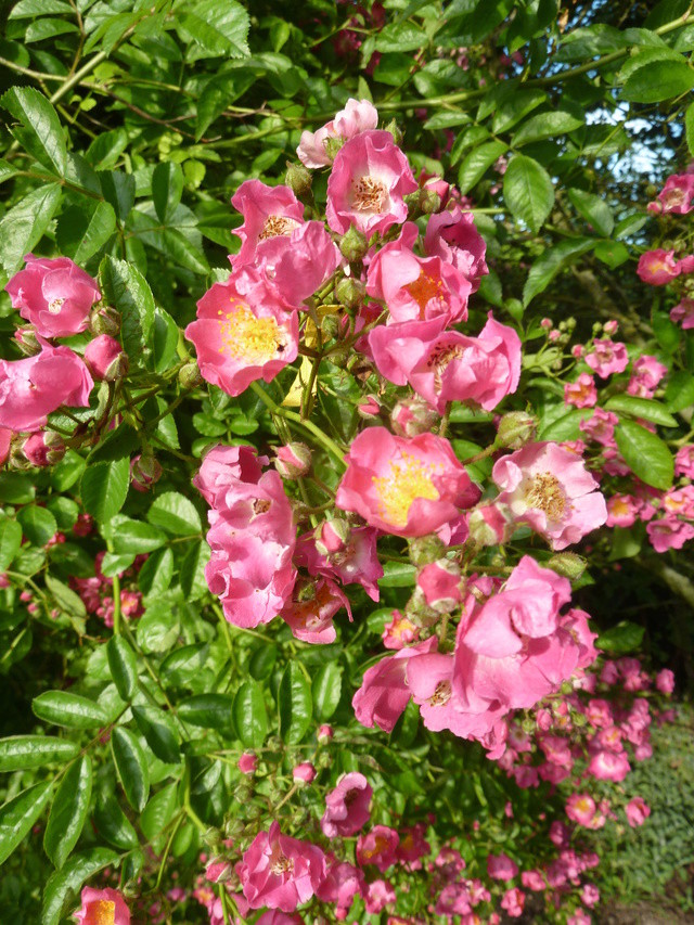 tous ces rosiers que l'on aime - floraisons 2012- 2020 - Page 3 P1300012