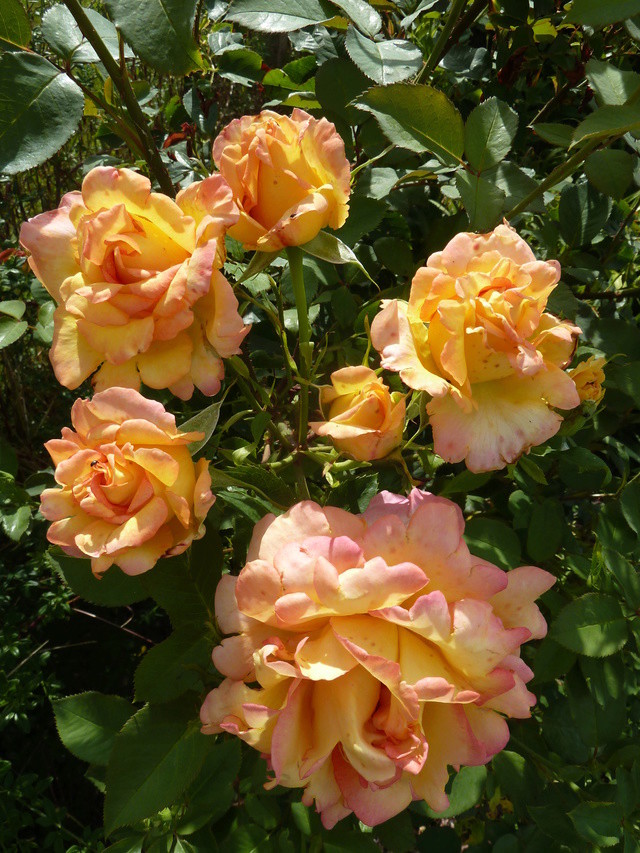 tous ces rosiers que l'on aime - floraisons 2012- 2020 - Page 4 P1300212