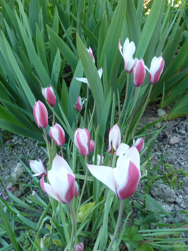 Tulipes : botaniques ou pas ?? Tulipa10