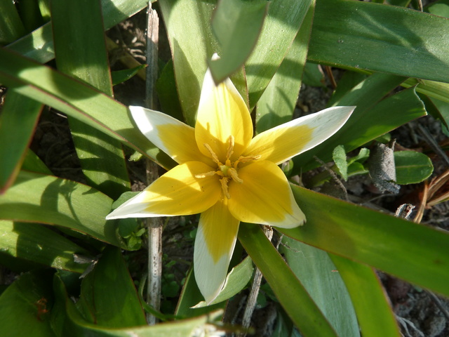 Tulipes : botaniques ou pas ?? Tulipe11