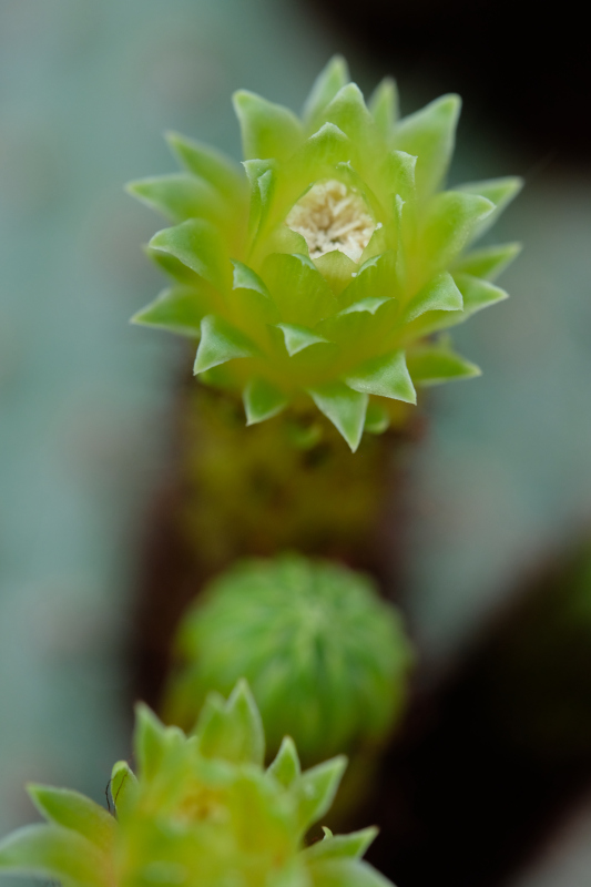 Cleistocactus buchtienii "viridiflorus" Dscf5114