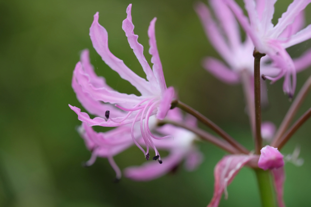 Amaryllisgewächse Amaryllidaceae (Hippeastrum, Clivia, Nerine