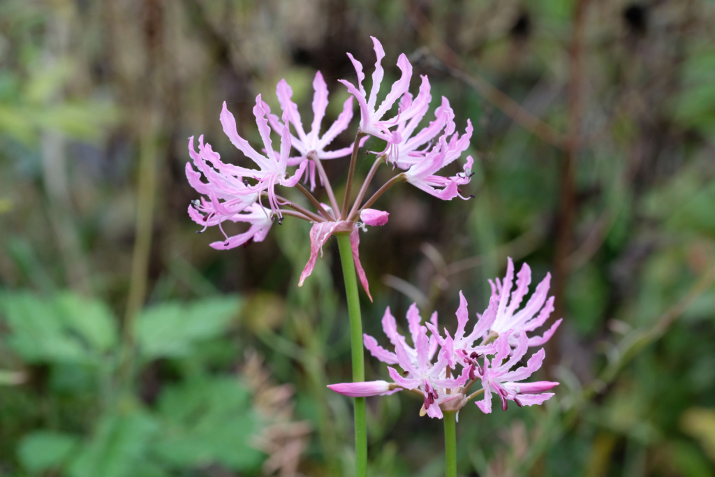 Amaryllisgewächse Amaryllidaceae (Hippeastrum, Clivia, Nerine