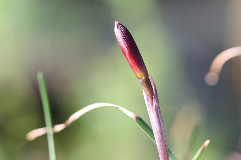 überwintern - Amaryllisgewächse - Amaryllidaceae (Hippeastrum, Clivia, Nerine, Amaryllis, Agapanthus, Allium, Narcissus & Co.) - Teil 1 - Seite 26 Img_1917