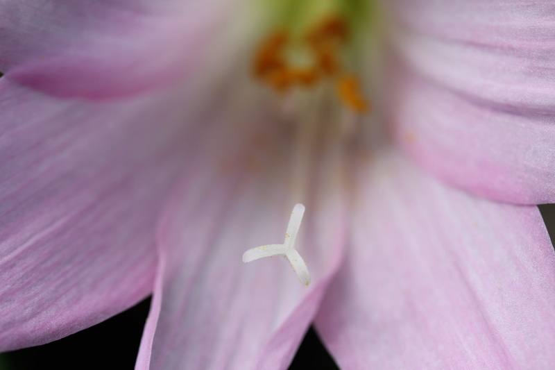 Amaryllisgewächse - Amaryllidaceae (Hippeastrum, Clivia, Nerine, Amaryllis, Agapanthus, Allium, Narcissus & Co.) - Teil 1 - Seite 28 Img_2320