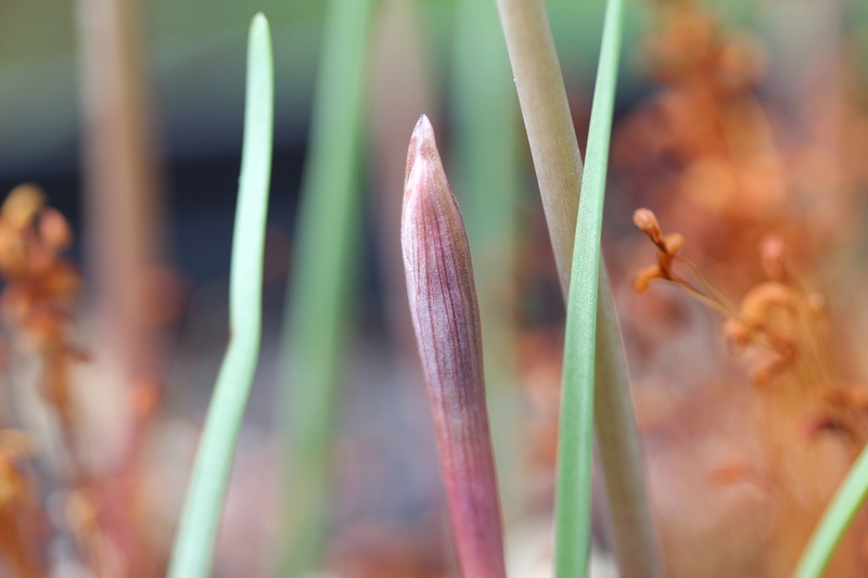 Amaryllisgewächse - Amaryllidaceae (Hippeastrum, Clivia, Nerine, Amaryllis, Agapanthus, Allium, Narcissus & Co.) - Teil 1 - Seite 28 Img_2321