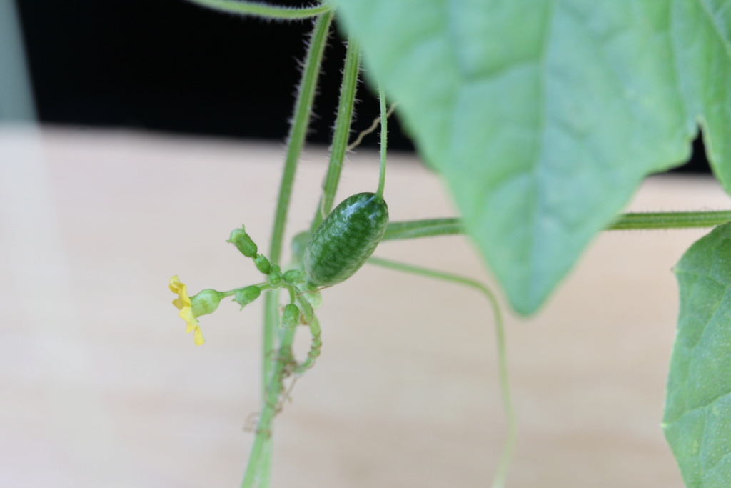 Kürbisgewächse - Cucurbitaceae: Melonen, Gurken, Kürbisse und Zucchini - alle Verteter der nichtsukkulenten Arten - Seite 5 Img_6026