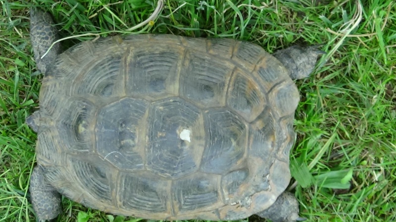 identification de nouvelle tortue Dsc00011
