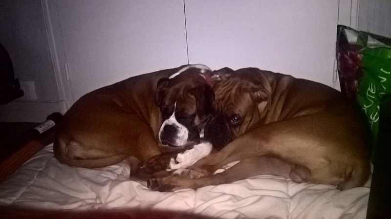 Fidji et Attila les boxer ! 14681710