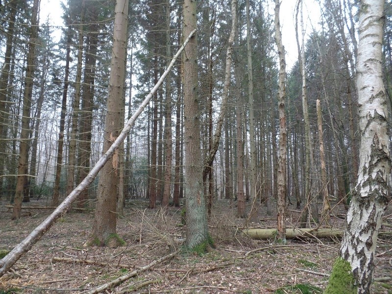 Forêt d'Eawy II Biotop34