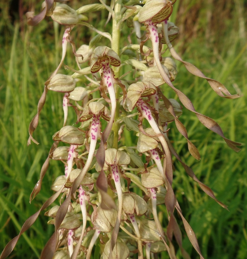 5ème orchidée Orchis16