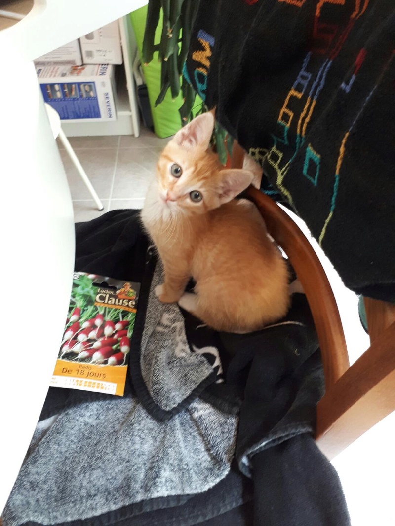 Newton, chaton roux tigré né en mars 2017 Img_6417