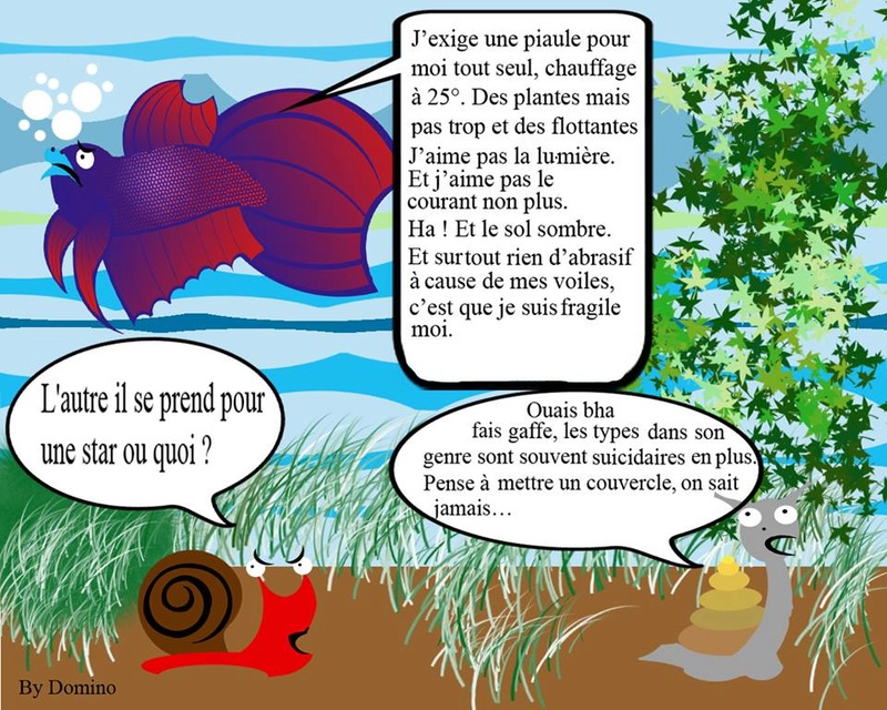 Nano20L-30L pour un BETTA - Page 2 14516613
