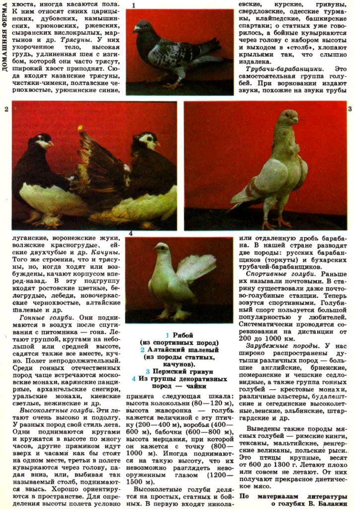 Хочу завести голубей, подскажите - Страница 2 Image_98