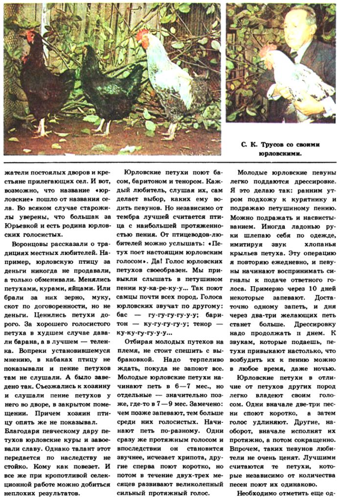 куры - Куры породы Юрловская голосистая - Страница 20 Image312