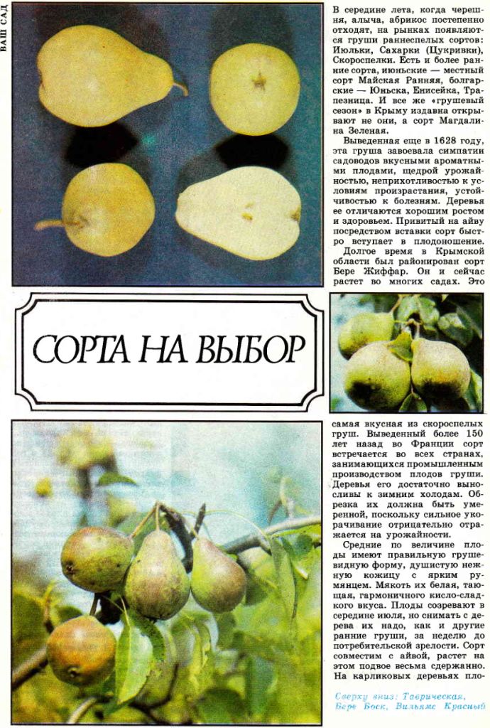 Груша Июньская Фото