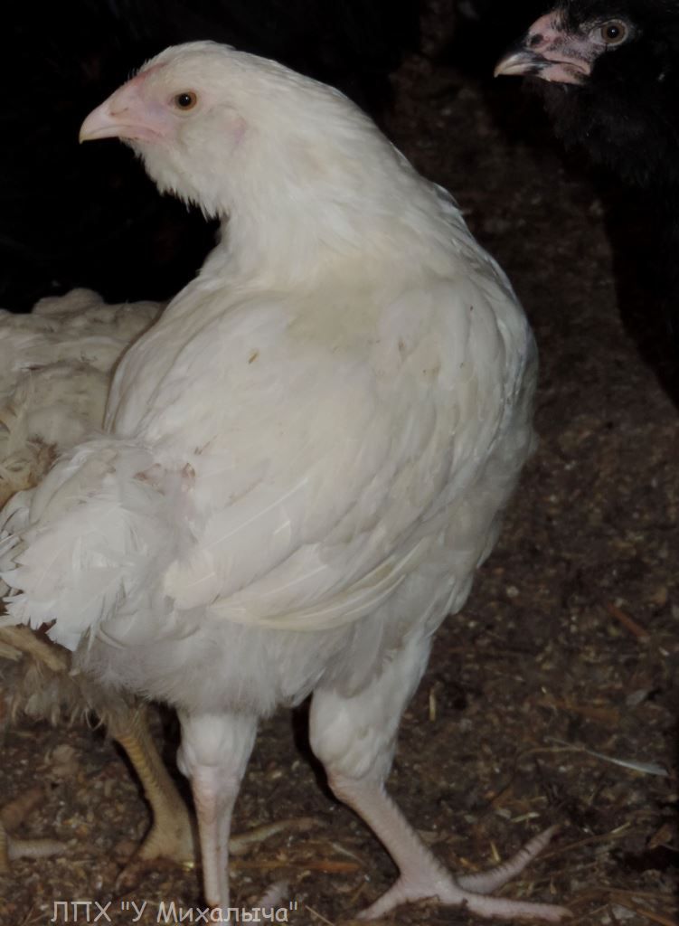 Гилянская порода кур, Gilan breed chickens Oaez-119