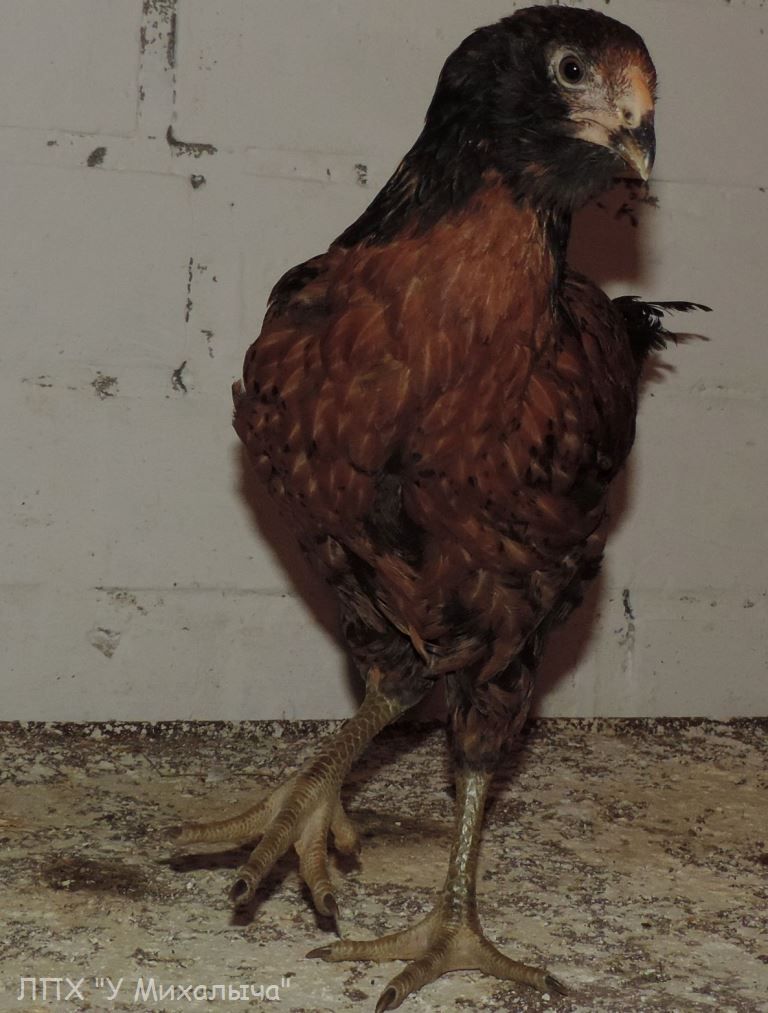 Гилянская порода кур, Gilan breed chickens Oaez-241
